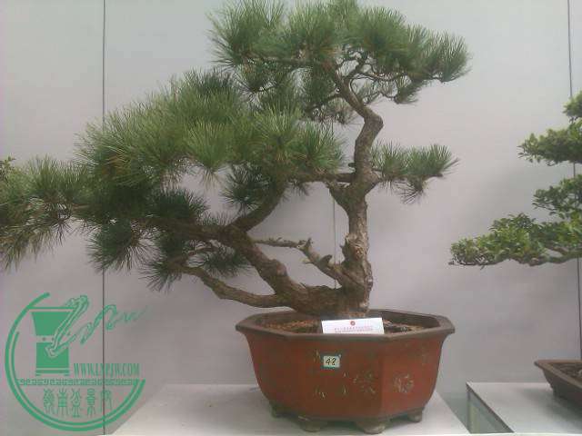 IMAG0277.jpg
