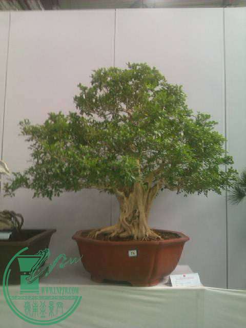 IMAG0278.jpg