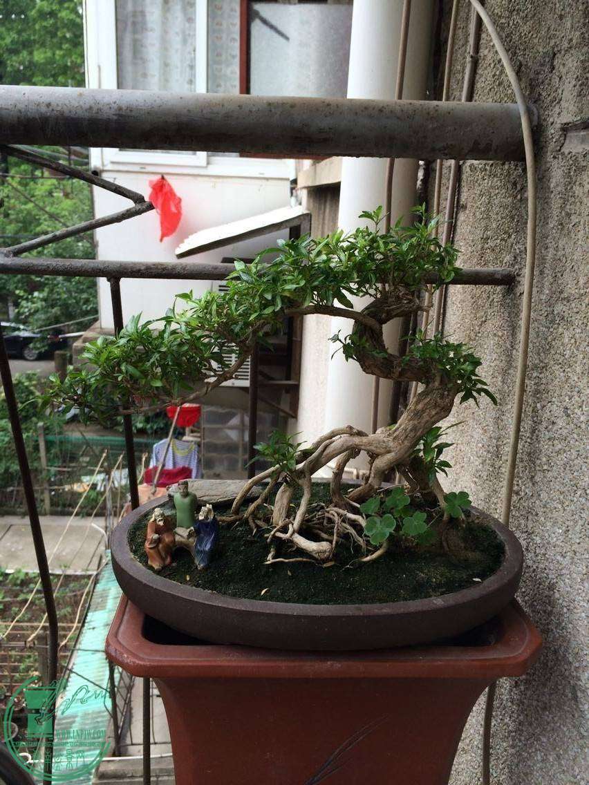 ѩ.jpg