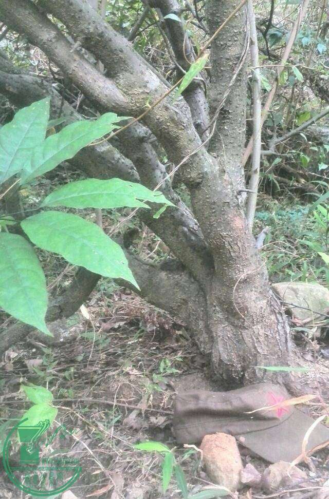 image.jpg