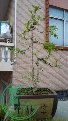 IMG_20141127_170529_СС.jpg