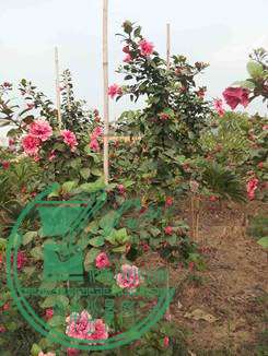 20141031_164705_.jpg