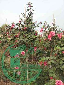 20141031_164708_.jpg