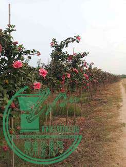 20141031_164714_.jpg