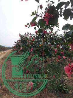 20141031_164720_.jpg
