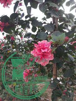 20141031_164723_.jpg