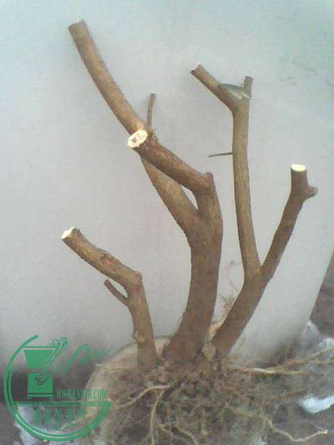 IMG1223A_ת_ת.jpg