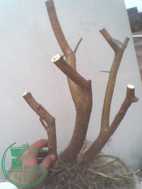 IMG1224A_ת.jpg