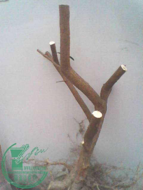 IMG1227A_ת.jpg