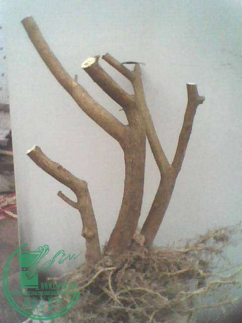 IMG1228A_ת.jpg