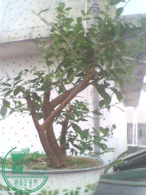 IMG1353A.jpg