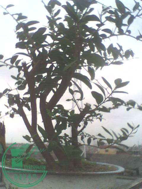 IMG1350A.jpg