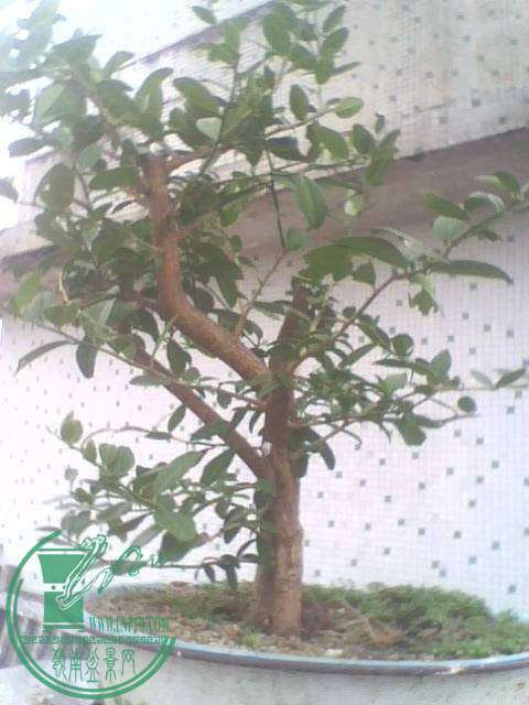 IMG1351A.jpg