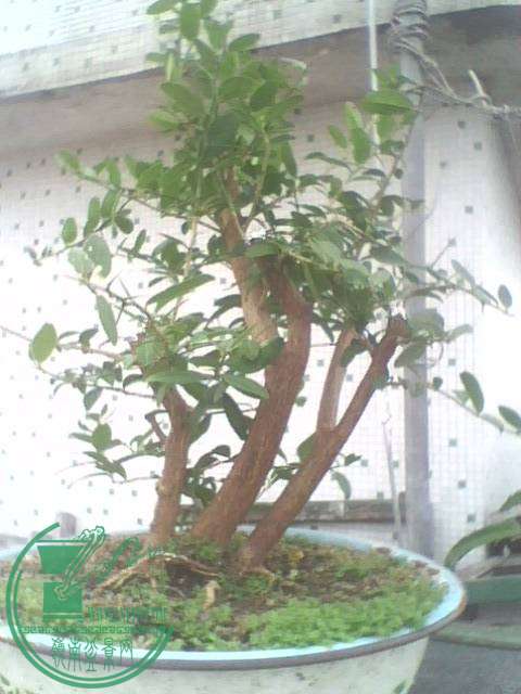 IMG1352A.jpg