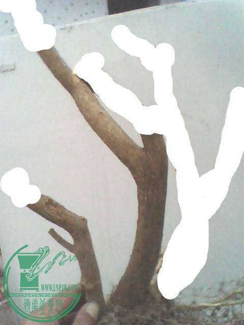 IMG1231A_ת_.jpg