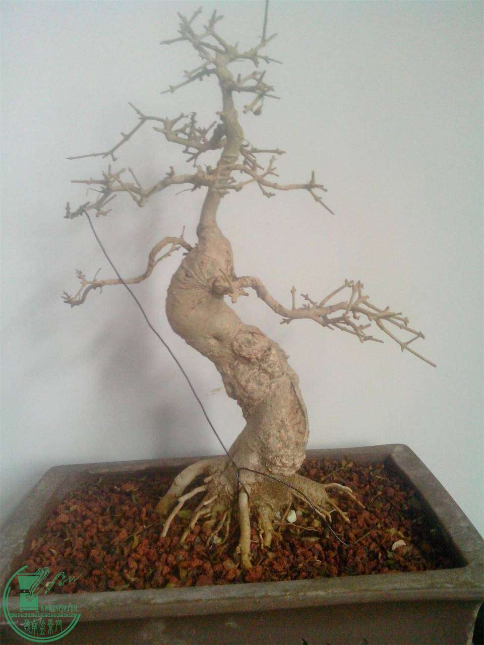 IMG20141130003.jpg