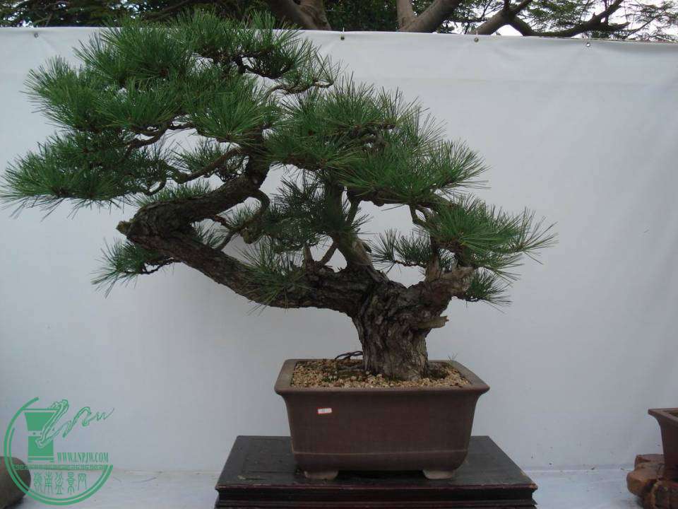 С DSC00010.JPG