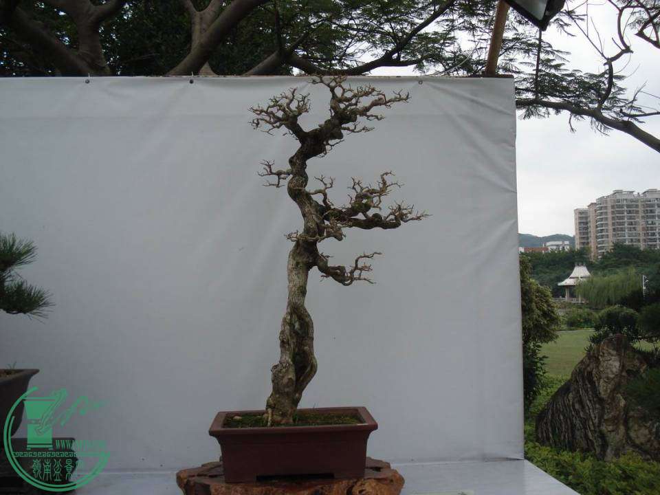 С DSC00011.JPG
