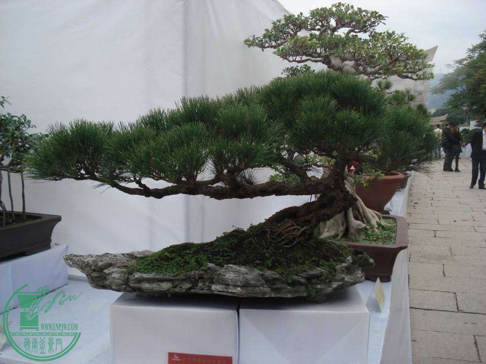 С DSC00028.JPG
