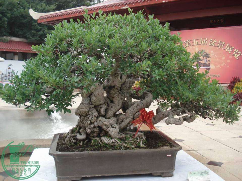 С DSC00030.JPG