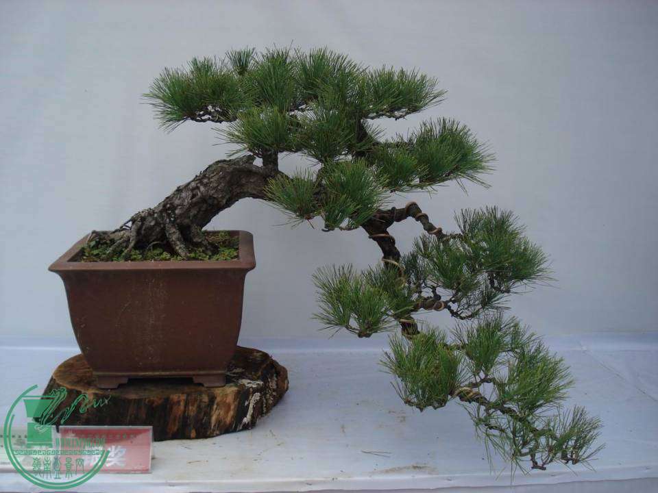 С DSC00032.JPG
