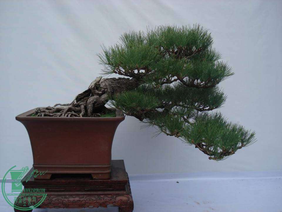 С DSC00038.JPG