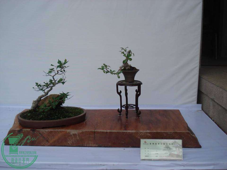 С DSC00042.JPG