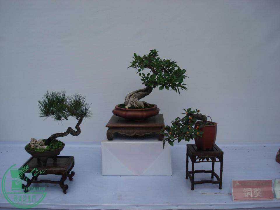 С DSC00043.JPG