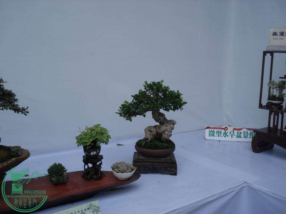 С DSC00045.JPG