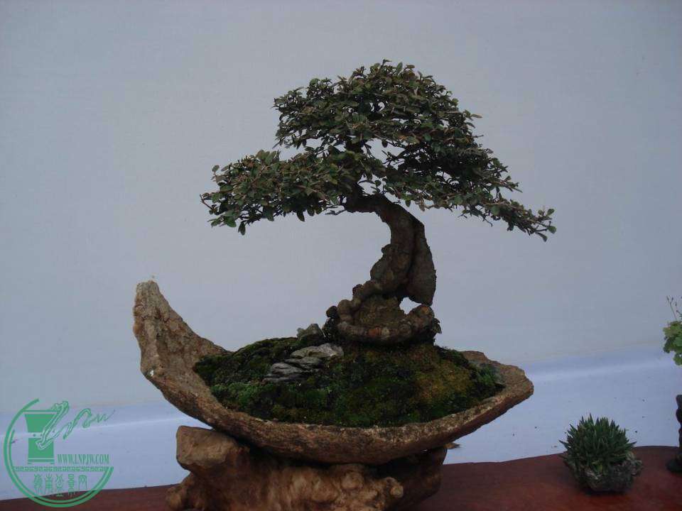 С DSC00049.JPG