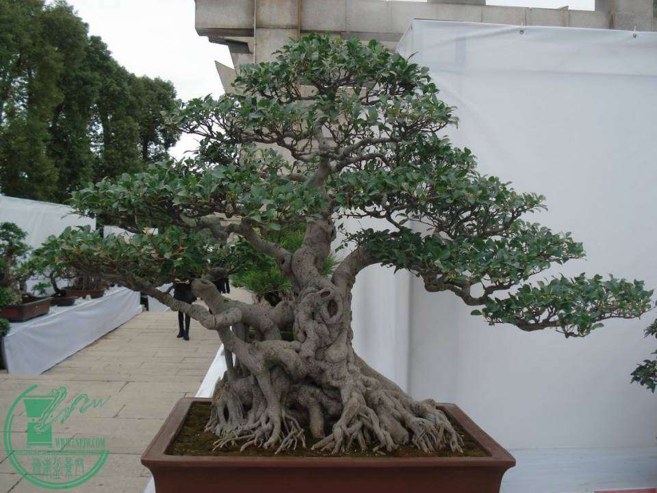 С DSC00081.JPG