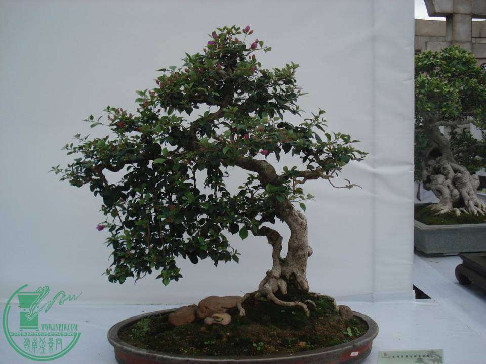 С DSC00084.JPG