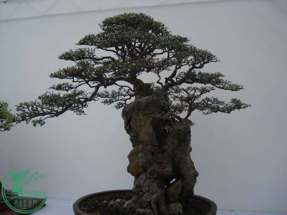 С DSC00118.JPG