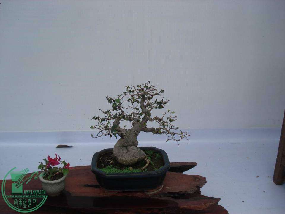 С DSC00053.JPG