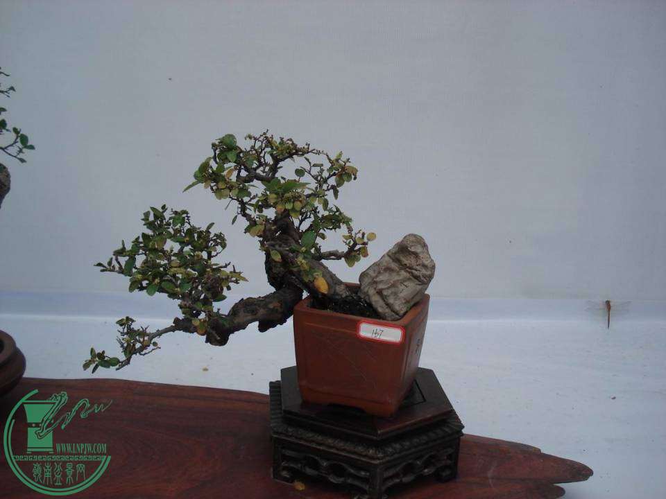 С DSC00058.JPG