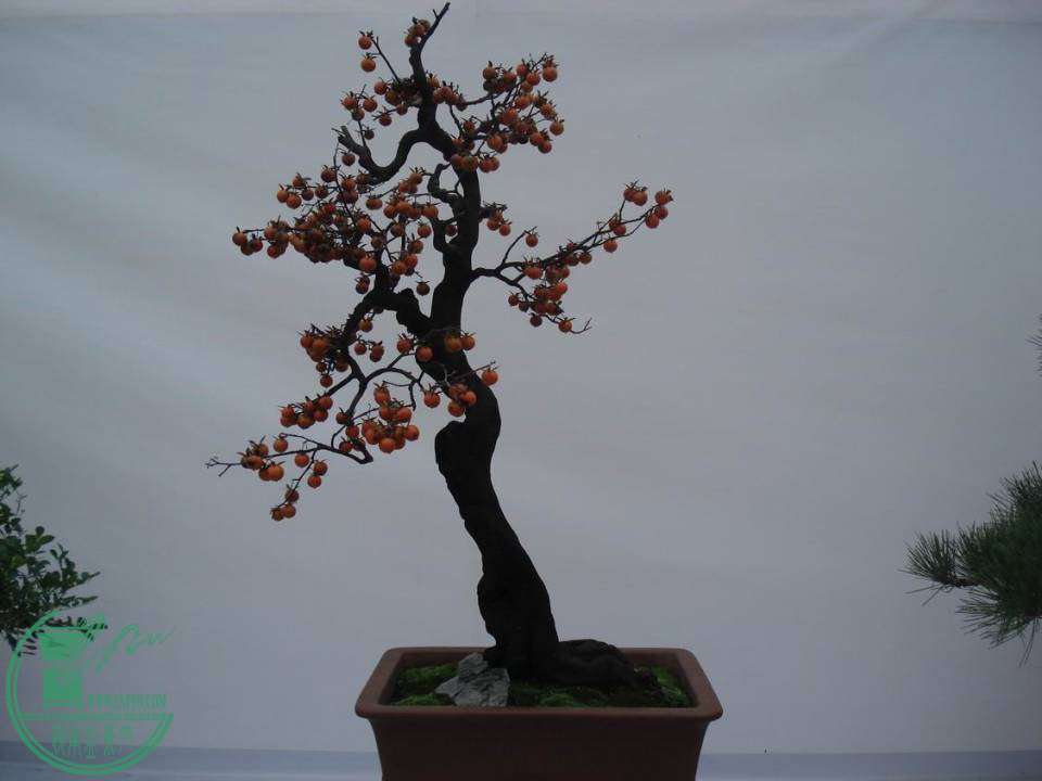 С DSC00075.JPG