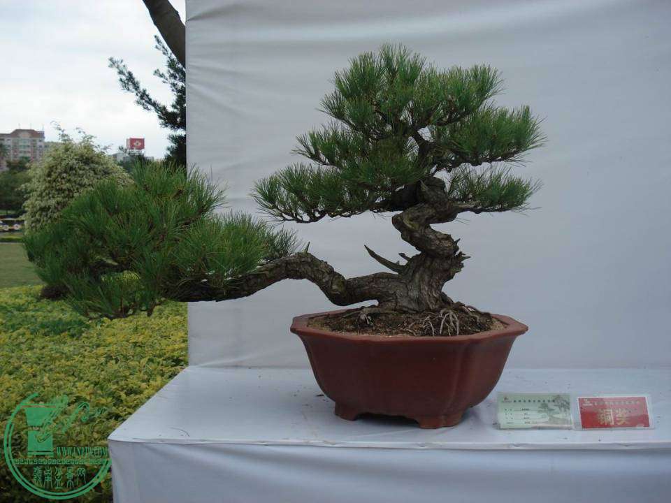 С DSC00087.JPG