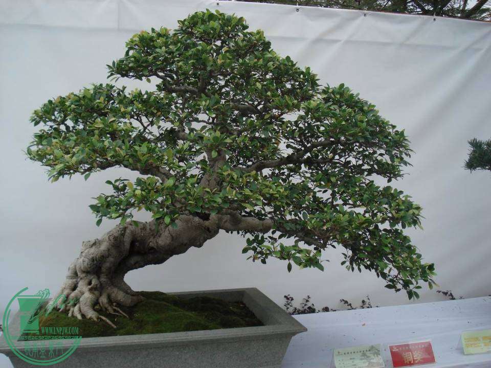 С DSC00089.JPG