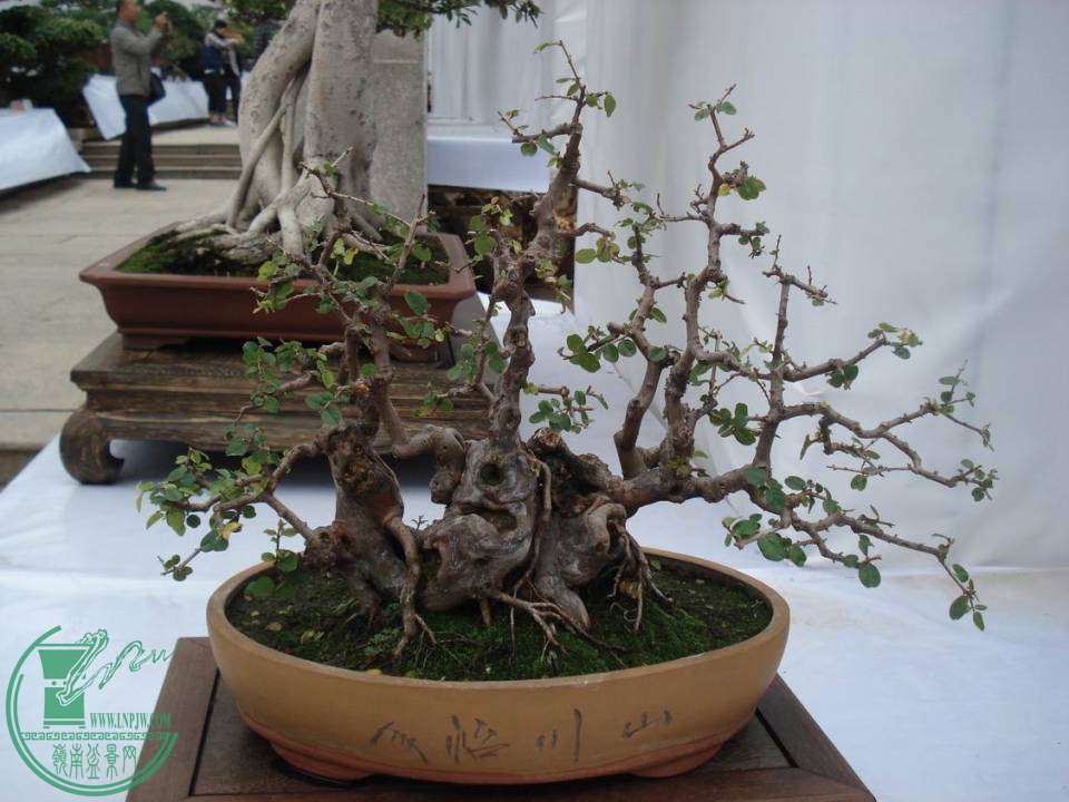 С DSC00096.JPG