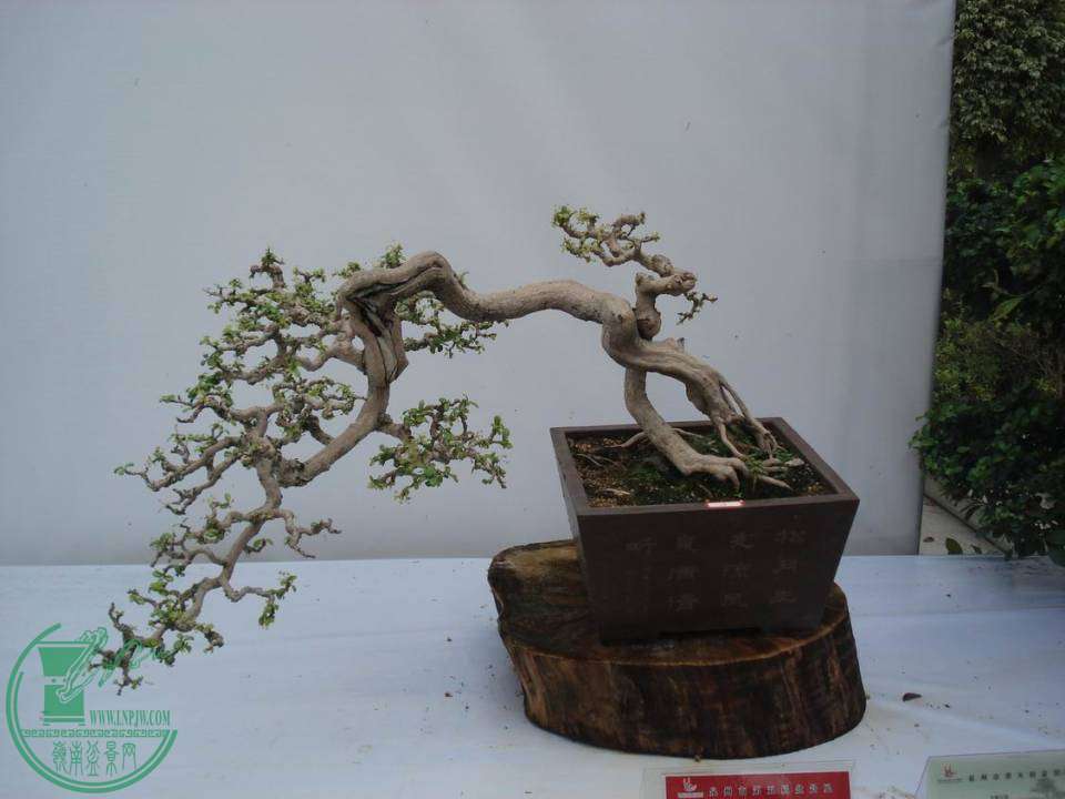 С DSC00101.JPG
