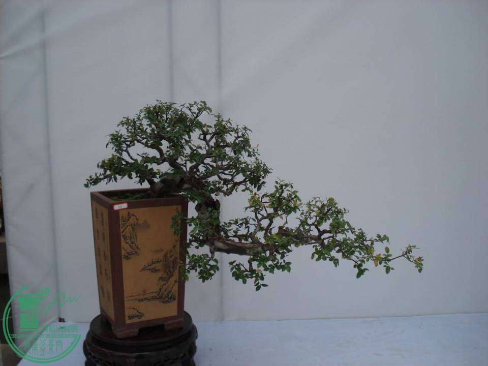 С DSC00102.JPG