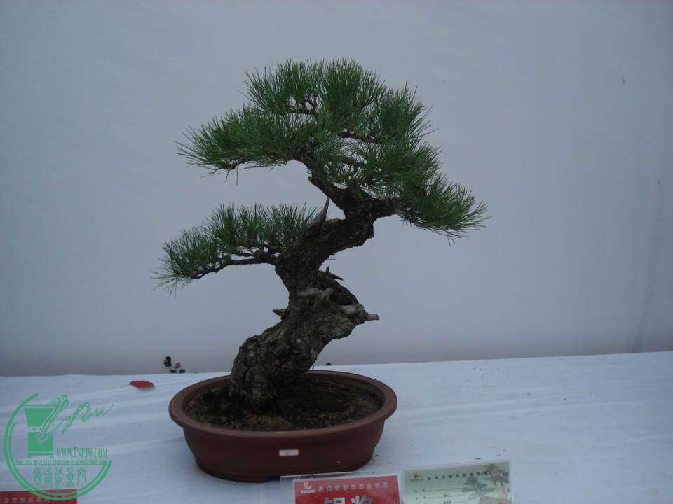 С DSC00103.JPG