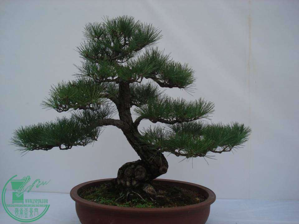 С DSC00106.JPG
