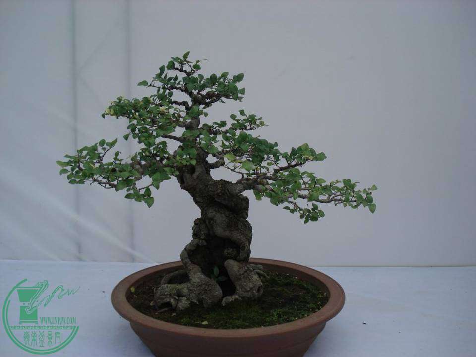 С DSC00107.JPG