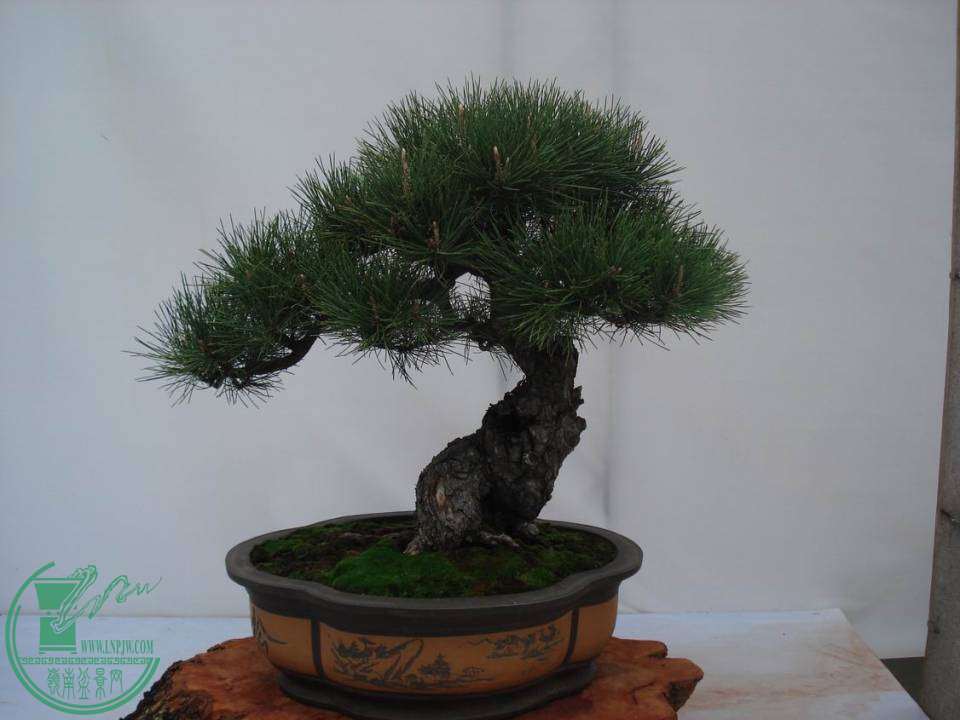С DSC00110.JPG