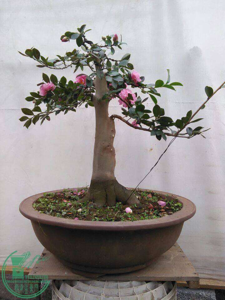 QQͼƬ20141202194109.jpg