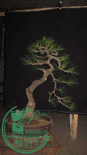 IMG_8167__.jpg