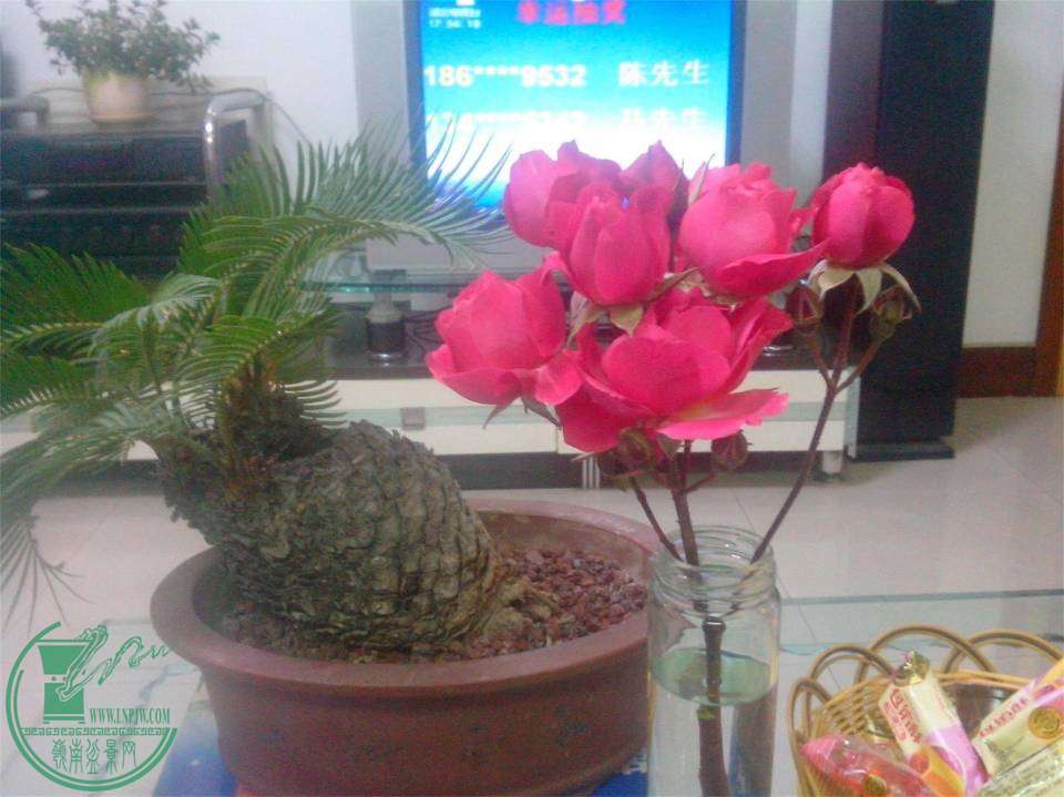 IMG20141208004.jpg