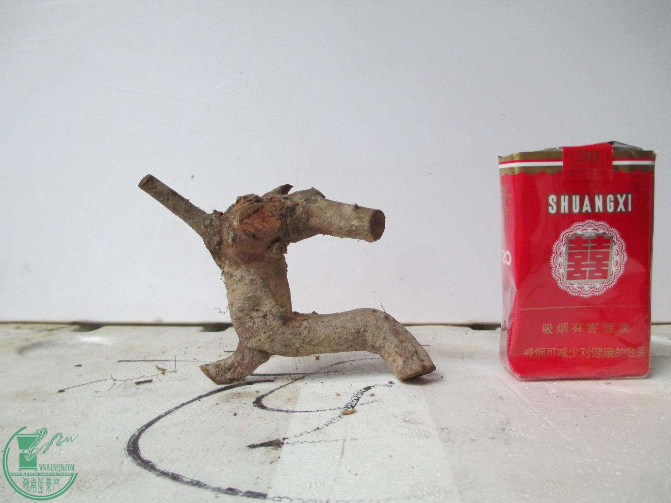Ƭ 964.jpg