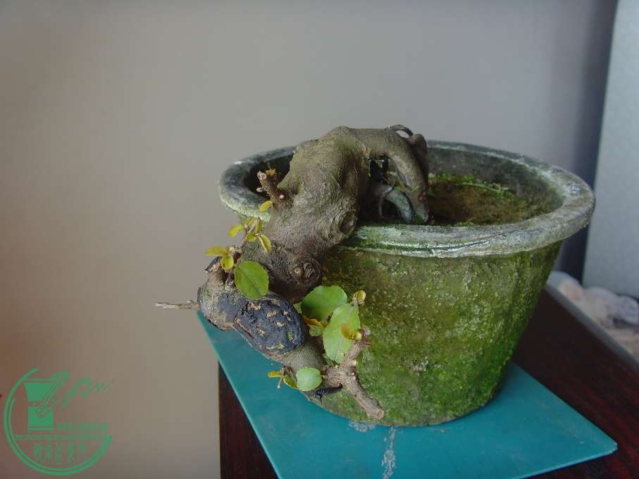 2007.12.31.JPG